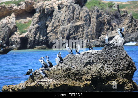 Eine Gruppe von Pied Cormorant auf einem Felsen mit Penguin Island im Hintergrund. Safety Bay, Westaustralien. Stockfoto