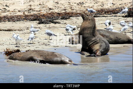 Australische Seelöwen sich erholend auf shoalwater Islands Marine Park Stockfoto