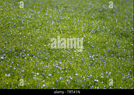 Bereich der Flachs in der Nähe von Wallish Wände, Northumberland, England Stockfoto