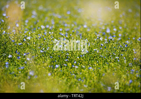 Bereich der Flachs in der Nähe von Wallish Wände, Northumberland, England Stockfoto