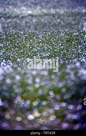 Bereich der Flachs in der Nähe von Wallish Wände, Northumberland, England Stockfoto