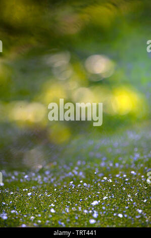 Bereich der Flachs in der Nähe von Wallish Wände, Northumberland, England Stockfoto