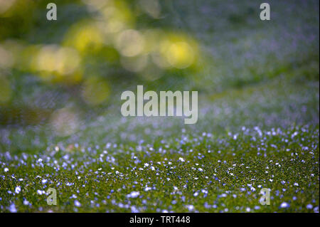 Bereich der Flachs in der Nähe von Wallish Wände, Northumberland, England Stockfoto