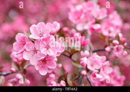 Nahaufnahme der Malus 'Cardinal' (oder 'Princeton Kardinal' Kardinal Crab Apple rosa Blüte im späten Frühjahr Stockfoto