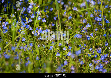 Germander Speedwell (Veronica chamaedrys) in Allensford Park, Northumberland, England Stockfoto