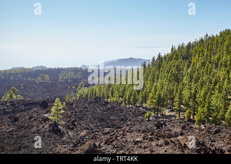 Vulkanische Landschaft der Nationalpark Teide, Teneriffa, Spanien. Stockfoto