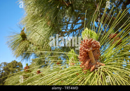 In der Nähe Bild von Kanarische Kiefer (Pinus canariensis) im Nationalpark Teide, Teneriffa, Spanien. Stockfoto