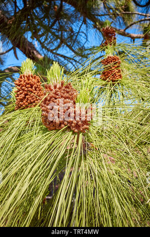 In der Nähe Bild von Kanarische Kiefer (Pinus canariensis) im Nationalpark Teide, Teneriffa, Spanien. Stockfoto