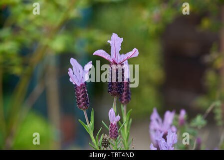 Schönen violetten Französischer Lavendel Blume an einem sonnigen Frühlingstag. Stockfoto