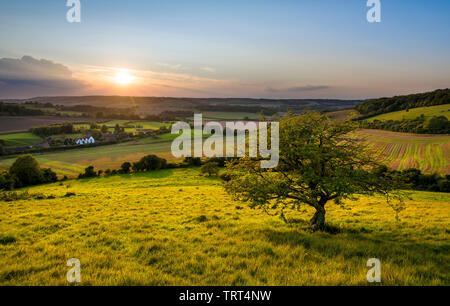 Ein einsamer Baum mit Blick auf Hütten und ein oast House auf der Kent Downs in der englischen Landschaft. Stockfoto