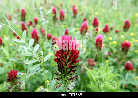 Clover Crimson Trifolium Incarnatum Stockfoto