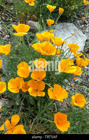 Kalifornische Mohnblumen Stein Stockfoto