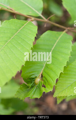 Chestnut gall Wasp, verursacht durch dryocosmus kuriphilus ein Insekt aus Asien Stockfoto