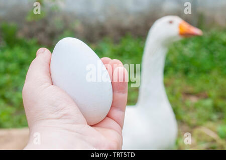 Mann hält ein großes Ei vor einer Gans. Eine Gans ei entspricht etwa drei huhn eier Stockfoto