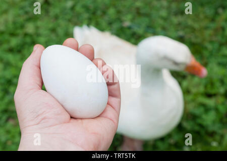 Mann hält ein großes Ei vor einer Gans. Eine Gans ei entspricht etwa drei huhn eier Stockfoto