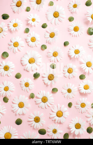 Muster aus Kamille, Blüten, Blätter auf rosa Hintergrund. Flach, Ansicht von oben, kopieren Raum Stockfoto
