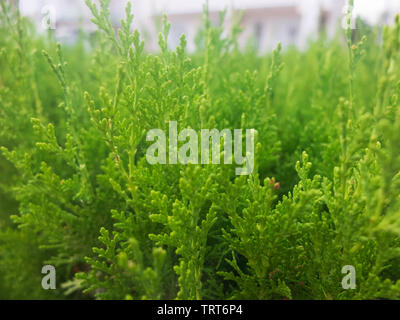 Platycladus orientalis. Chinesische thuja. Orientalischer Lebensbaum. Chinesische Lebensbaum. Stockfoto