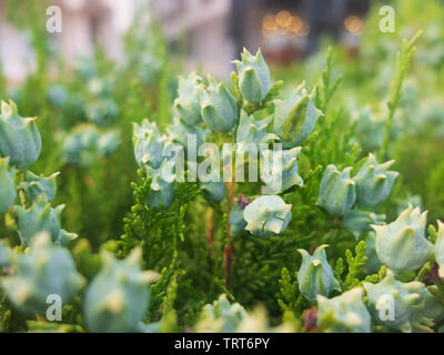 Platycladus orientalis. Chinesische thuja. Orientalischer Lebensbaum. Chinesische Lebensbaum. Stockfoto