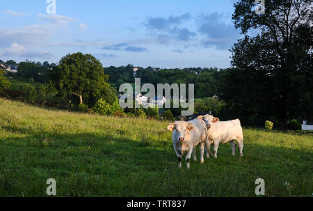 Zwei Kühe auf der Kamera in ein Feld mit Blick auf das Dorf Gravot in Frankreich Stockfoto