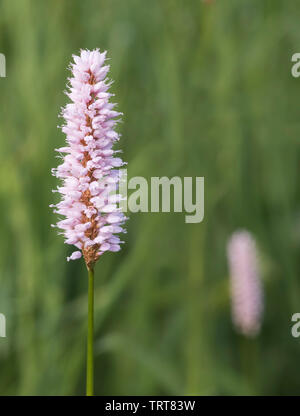 Common Bistort (Persicaria bistorta) Stockfoto