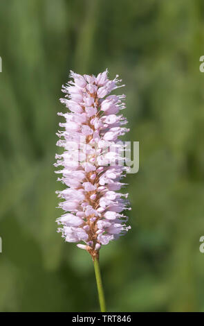 Common Bistort (Persicaria bistorta) Stockfoto