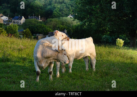 Zwei Kühe in ein Feld, eine mit seinen Kopf auf der Rückseite des Anderen, mit Blick auf das Dorf Gravot in Frankreich Stockfoto