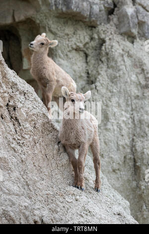 Bighorn Schafe (Ovis canadensis) Lämmer klettern Hügel, Badlands National Park, South Dakota, USA. Stockfoto