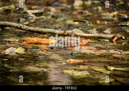 Das Wasser des Flusses Lillach über Steine und Holz liegen im Flussbett kurz nach dem Wasser aus der Quelle in den Boden Stockfoto