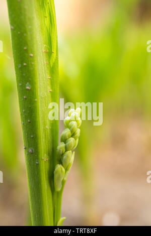 Maiglöckchen blühen im Frühjahr Wald, Nahaufnahmen. Convallaria majalis Knospen und Blätter im Frühjahr. Weichzeichner Effekt. Stockfoto