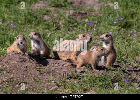 Schwarz-tailed Präriehunde (Cynomys ludovicianus), eine Familie in ihren Bau, Badlands National Park, South Dakota, USA. Stockfoto