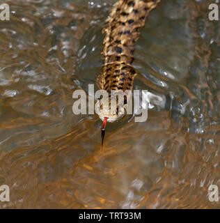 Western terrestrische Garter snake (Thamnophis elegans) Schwimmen in einem Wald stream, Black Hills National Forest, South Dakota, USA. Stockfoto