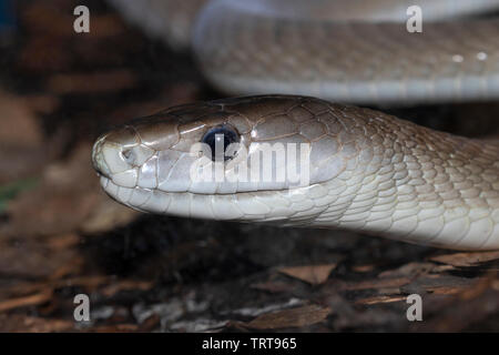 Black Mamba (Dendroaspis polylepis) Close up, Captive (Beheimatet in Afrika südlich der Sahara). Stockfoto