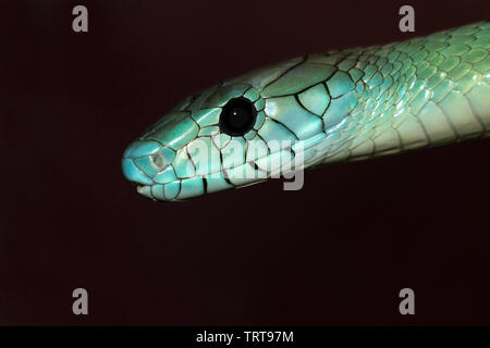 Jamesons Mamba (Dendroaspis jamesoni) Close up, Captive (Beheimatet in Afrika südlich der Sahara). Stockfoto