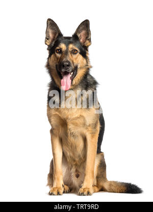 Deutscher Schäferhund vor weißem Hintergrund sitzen Stockfoto