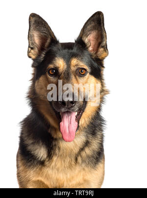 Deutscher Schäferhund vor weißem Hintergrund Stockfoto