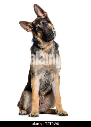 Deutscher Schäferhund vor weißem Hintergrund sitzen Stockfoto