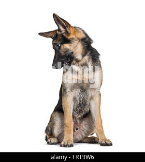 Deutscher Schäferhund, 7 Monate alt, sitzt vor weißem Hintergrund Stockfoto