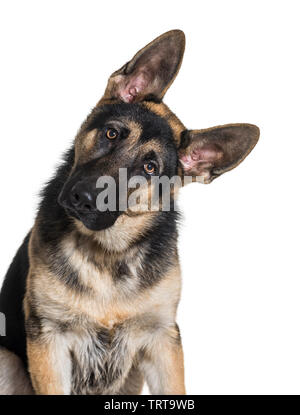 Deutscher Schäferhund, 7 Monate alt, vor weißem Hintergrund Stockfoto