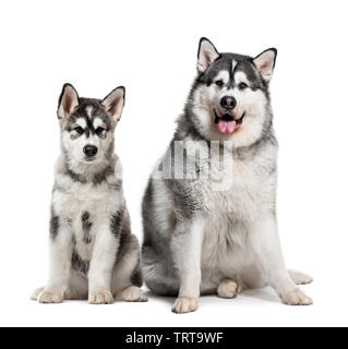 Welpen und Fett nach Alaskan Malamute vor weißem Hintergrund sitzen Stockfoto