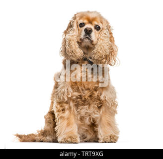 American Cocker Spaniel vor weißem Hintergrund sitzen Stockfoto