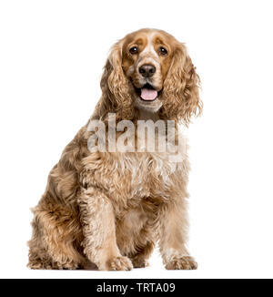 American Cocker Spaniel vor weißem Hintergrund sitzen Stockfoto