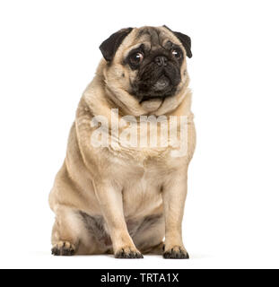 Fat pug vor weißem Hintergrund sitzen Stockfoto