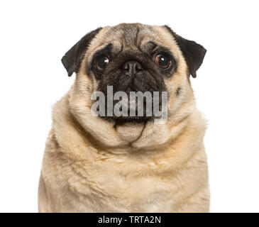 Fat pug vor weißem Hintergrund Stockfoto