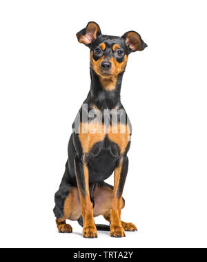 Zwergpinscher vor weißem Hintergrund sitzen Stockfoto