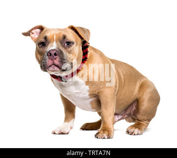 American Bully vor weißem Hintergrund sitzen Stockfoto