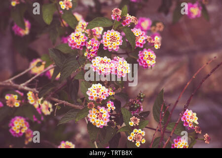 Detail von rosa und gelb Garten Blumen Stockfoto