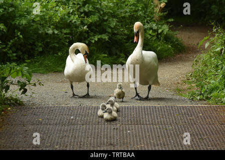 Schwäne und signets Für einen Spaziergang Stockfoto