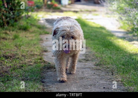 Haarig braune mutt Hund wandern entlang der Hinterhof Stockfoto