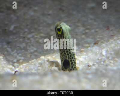 Eine gefleckte Garten Aal (Heteroconger hassi) Stockfoto