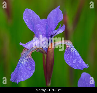 Iris Inverary Castle regen Tropfen Stockfoto